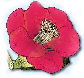 Camellia Japonica