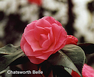 chatswor.jpg (27703 Byte)