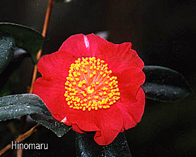 HINOMAHO.JPG (33314 Byte)