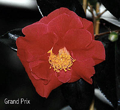 grandho.jpg (29617 Byte)