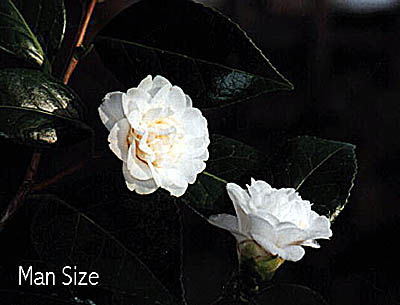 mansizho.jpg (25819 Byte)